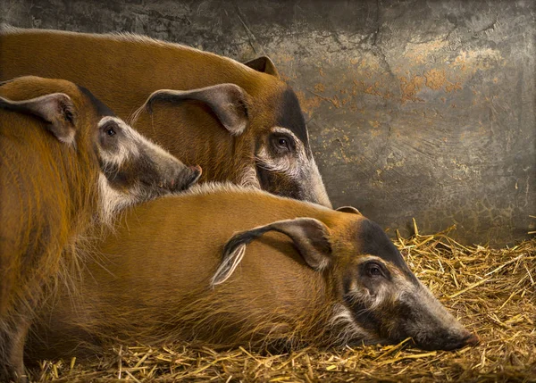 Skupina Bushových prasat v ohradě, vepřové maso Potamochoerus — Stock fotografie