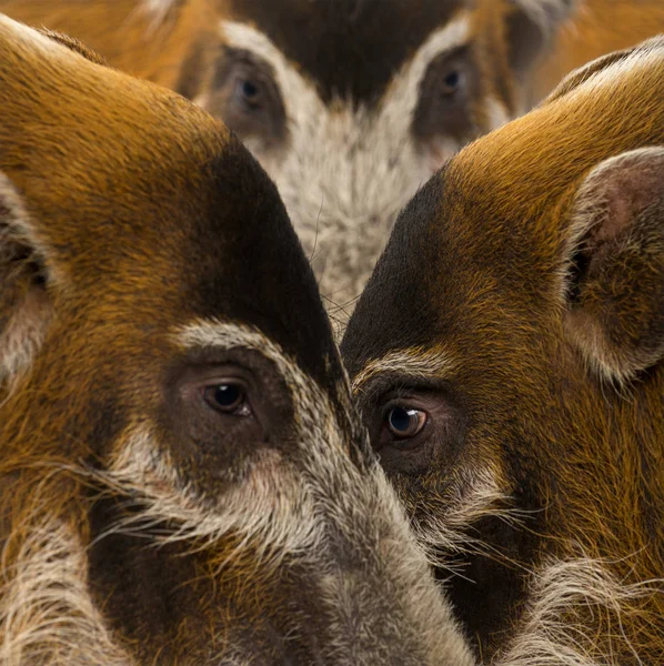 Bush 'un domuz kafalarının yakın çekimi, Potamochoerus porcus — Stok fotoğraf