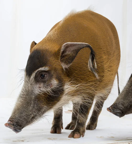 Porco Mato Potamochoerus Porcus Isolado Sobre Branco — Fotografia de Stock