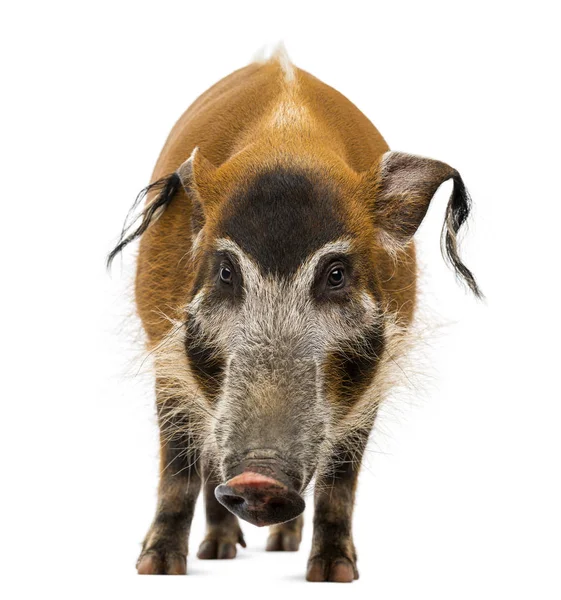 Vue de face d'un cochon Bush debout, Potamochoerus porcus, isolé — Photo