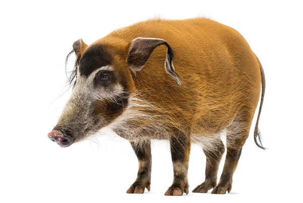 Side view of a Bush pig standing, Potamochoerus porcus, isolated — Stock Photo, Image