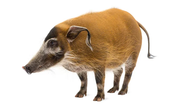 Cerdo de Bush de pie, Potamochoerus porcus, aislado en blanco — Foto de Stock