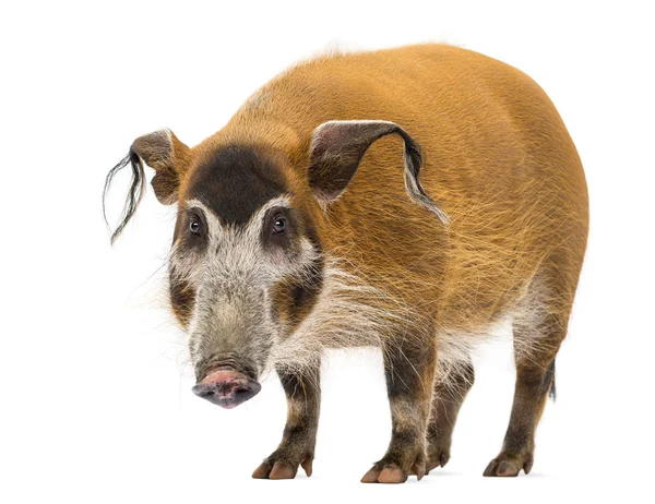 Buschschwein stehend, in die Kamera blickend, Potamochoerus porcus, — Stockfoto