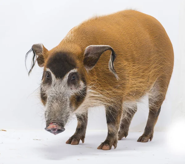 Porco Mato Potamochoerus Porcus Isolado Sobre Branco — Fotografia de Stock