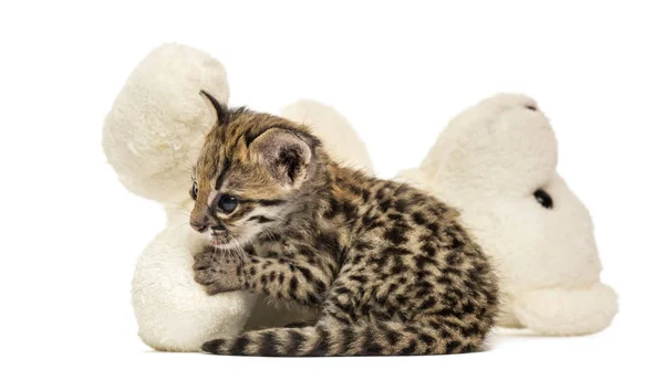 Vista lateral de un Oncilla abrazándose con un juguete relleno, Leopardus t — Foto de Stock