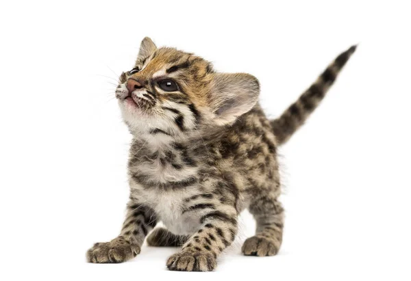 Oncilla stående, titta upp, uppmärksam, Leopardus tigrinus, 5 vi — Stockfoto