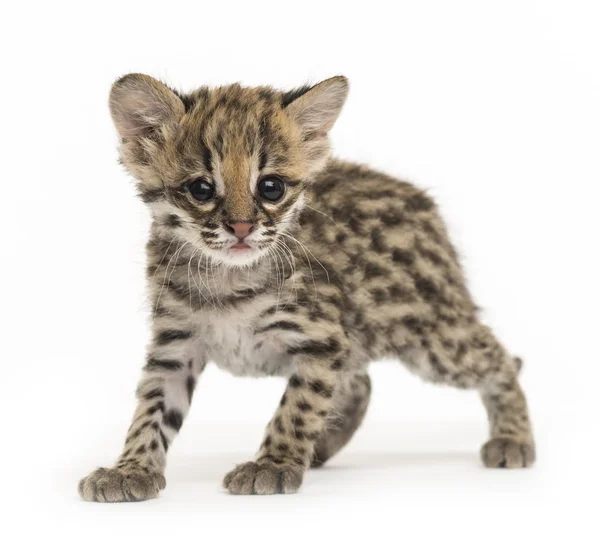 Oncilla Leopardus Tigrinus Semanas Isolado Branco — Fotografia de Stock