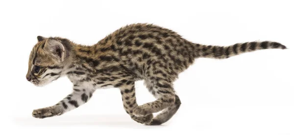 Oncilla Leopardus Tigrinus Semanas Edad Aislado Blanco —  Fotos de Stock