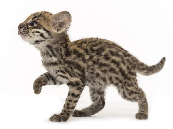 Oncilla Leopardus Tigrinus Veckor Gammal Isolerad Vit — Stockfoto