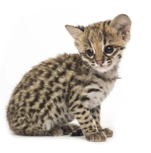 Oncilla Leopardus Tigrinus Weeks Old Isolated White — Stock Photo, Image