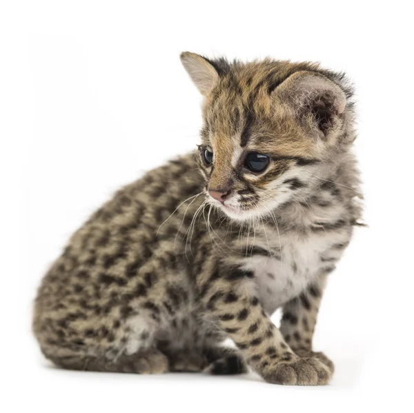 Oncilla Leopardus Tigrinus Weeks Old Isolated White — Stock Photo, Image