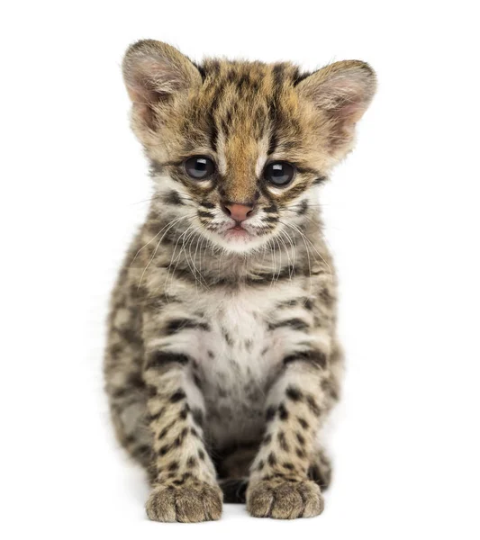 Front view of an Oncilla sitting, looking at the camera, Leopard — Stock Photo, Image