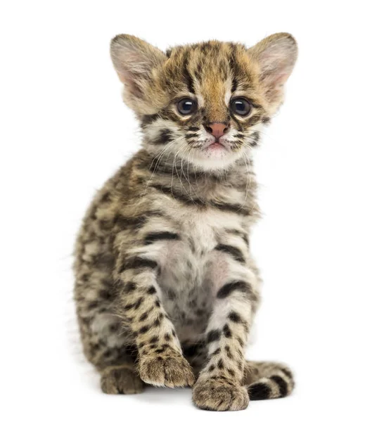 Front view of an Oncilla sitting, Leopardus tigrinus, 5 weeks ol — Stock Photo, Image