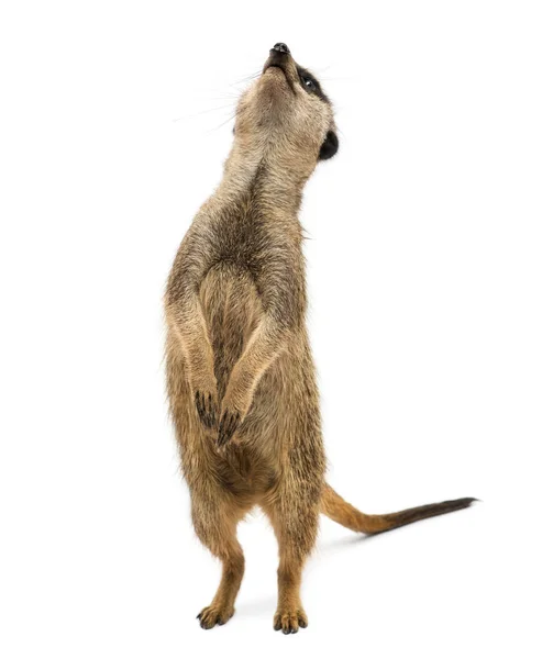 Meerkat直立站立，抬起头来，Suricata suricatta，孤立无援 — 图库照片