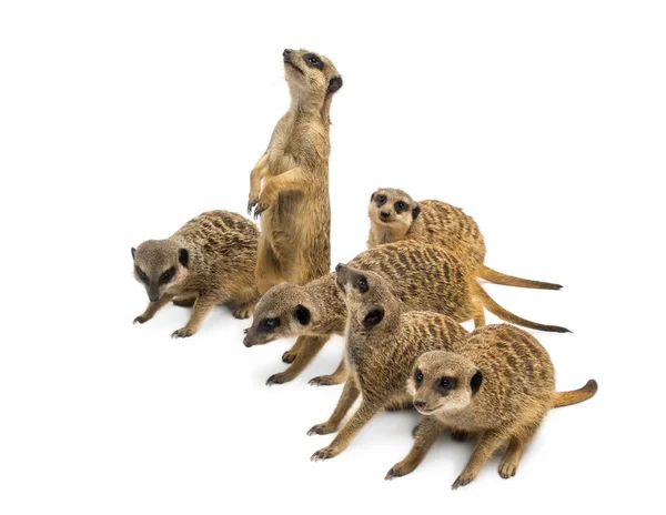 Meerkats mob, Suricata suricatta, isolé sur blanc — Photo