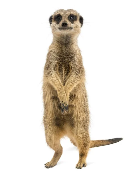 Front view of a Meerkat standing upright, Suricata suricatta, is — Stock Photo, Image