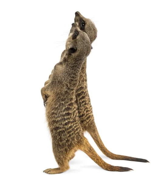 Hátsó kilátás két Meerkats álló egyenesen, felnéz, Suricata — Stock Fotó