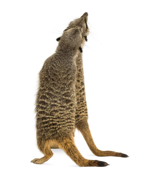 Hátsó kilátás két Meerkats álló egyenesen, felnéz, Suricata — Stock Fotó