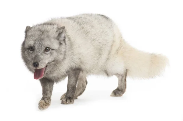 Arctic Fox Vulpes Lagopus Isolated White — Stock Photo, Image