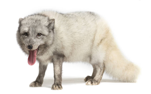 Arctic fox, Vulpes lagopus, isolated on white
