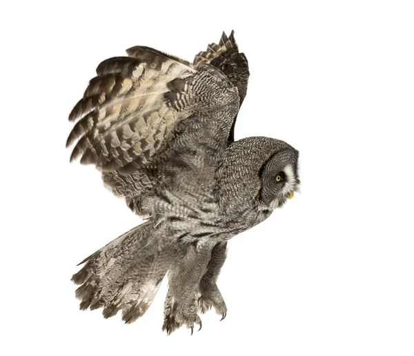 Side View Great Gray Owl Flying Strix Nebulosa Isolated White — Stock Photo, Image