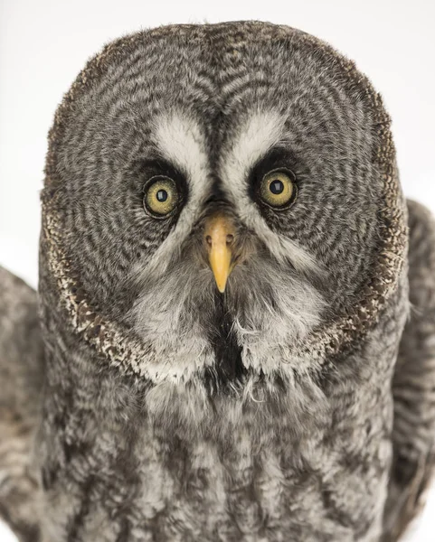 Hibou Gris Strix Nebulosa Isolé Sur Blanc — Photo