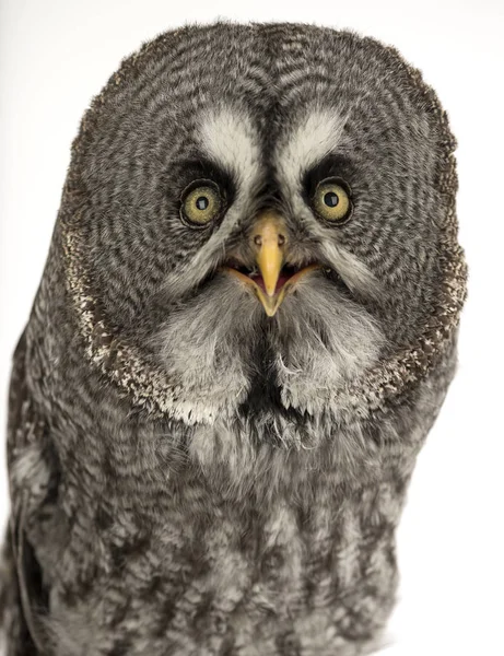 Gran Búho Gris Nebulosa Strix Aislada Blanco —  Fotos de Stock