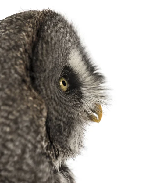 Close-up of a Great Gray Owl's profile, Strix nebulosa, isolated — Stock Photo, Image