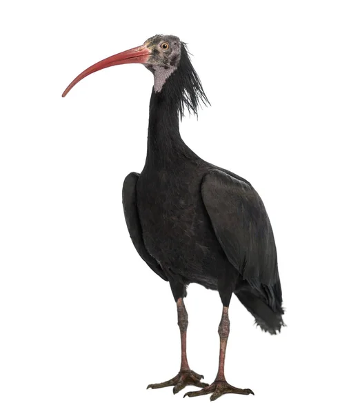 Severní plešatý Ibis stojící, Geronticus eremita, izolovaný na whi — Stock fotografie