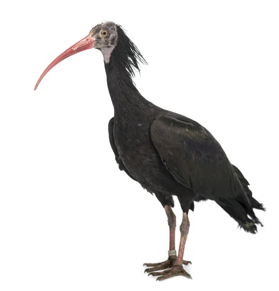 Βόρειο Bald Ibis Geronticus Eremita Απομονωμένο Λευκό — Φωτογραφία Αρχείου