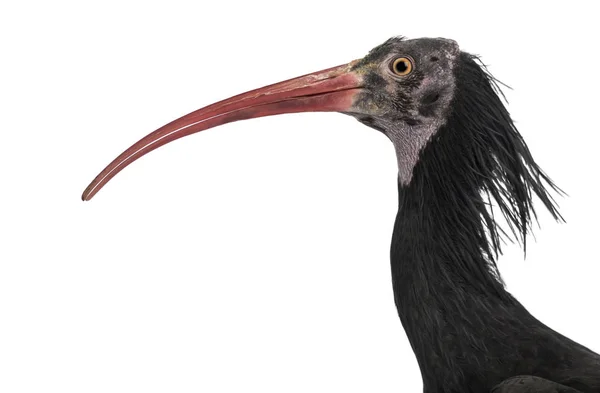 Närbild av en nordskallig Ibis profil, Geronticus eremita, — Stockfoto