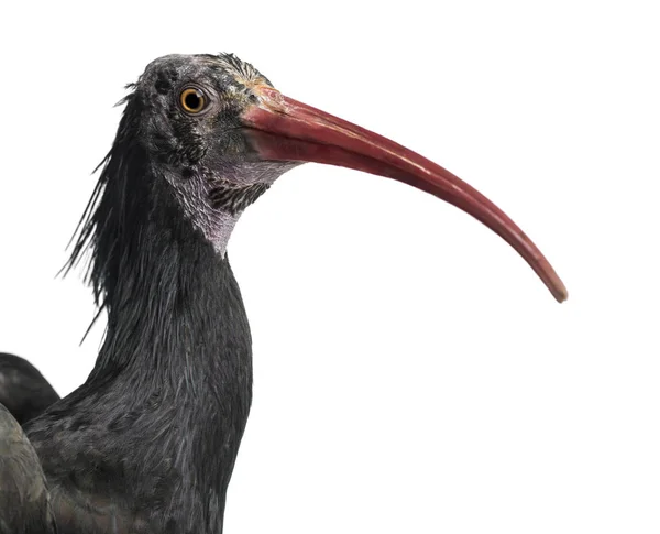 Närbild av en nordlig skallig Ibis, Geronticus eremita, isolerad o — Stockfoto