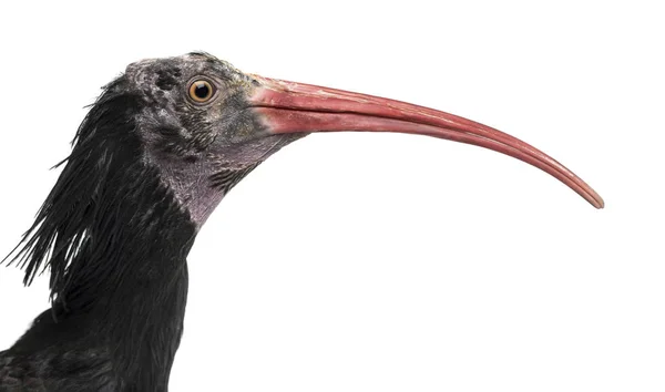 Närbild av en nordskallig Ibis profil, Geronticus eremita, — Stockfoto