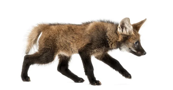 Vista laterale di un cucciolo di lupo rognoso che si allontana, Chrysocyon brachyuru — Foto Stock