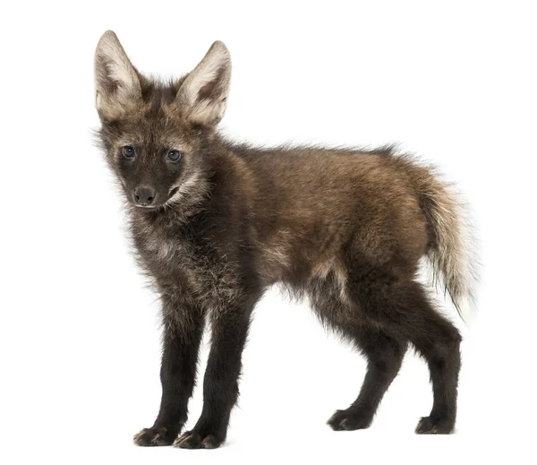 Maned Wolf cub standing, looking at the camera, Chrysocyon brach — Stock Photo, Image