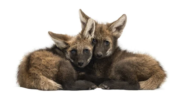 Két sörényes farkaskölyök fekszik együtt, Chrysocyon brachyurus, isola — Stock Fotó