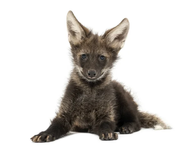 Maned Wolf yavrusu yalan söylüyor, kameraya bakıyor, Chrysocyon brachyur — Stok fotoğraf
