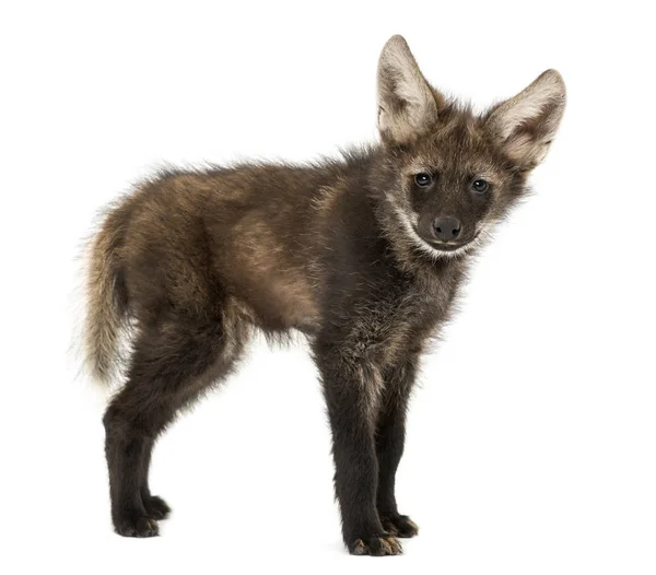 Kameraya bakan bir Maned Wolf yavrusunun yan görüntüsü, Chrysocyon — Stok fotoğraf