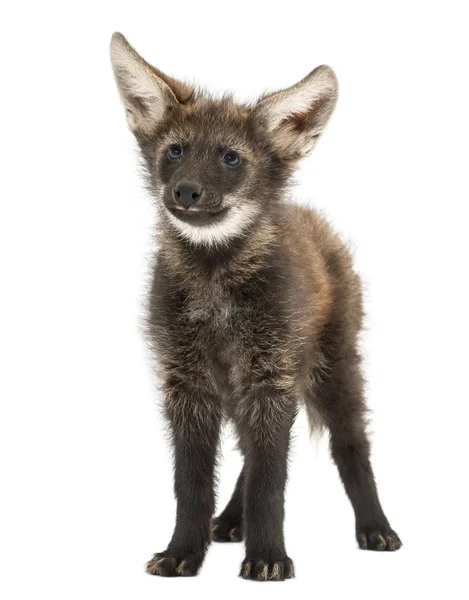 Maned Wolf cub, standing, looking away, Chrysocyon brachyurus, i — стоковое фото