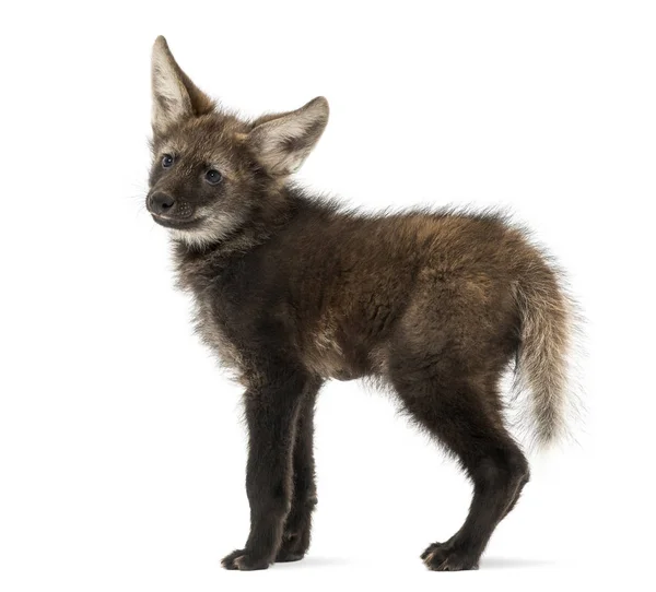 Filhote de lobo guará, em pé, olhando para longe, Chrysocyon brachyurus, i — Fotografia de Stock