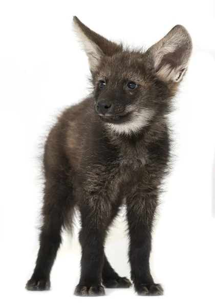 Maned Wolf Chrysocyon Brachyurus Geïsoleerd Wit — Stockfoto