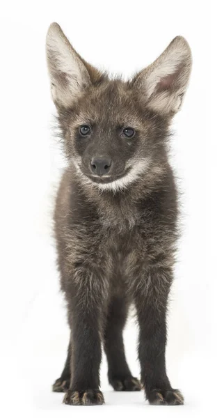 Maned Wolf Yavrusu Chrysocyon Brachyurus Beyaz Üzerine Izole Edilmiş — Stok fotoğraf