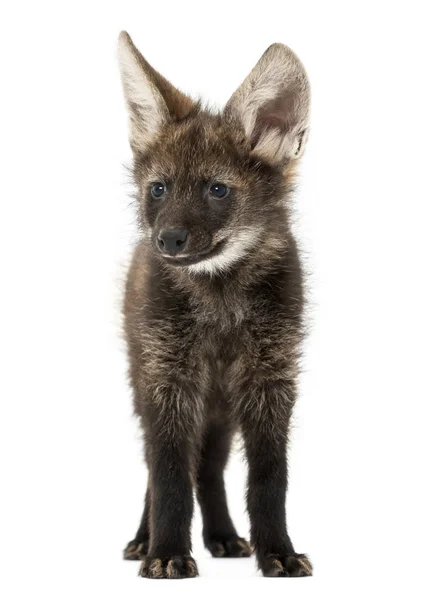 Vista frontal de um filhote de lobo guará em pé, olhando para longe, Crisócio — Fotografia de Stock