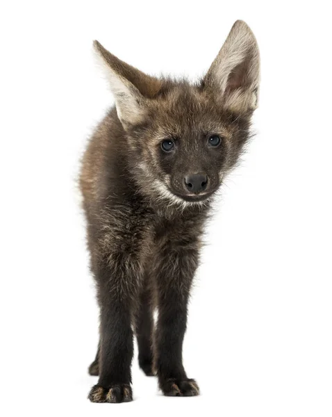Vista frontale di un lupo rognoso di fronte, guardando la fotocamera, Chryso — Foto Stock
