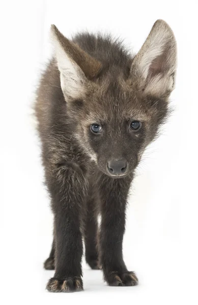 Maned Wolf Yavrusu Chrysocyon Brachyurus Beyaz Üzerine Izole Edilmiş — Stok fotoğraf