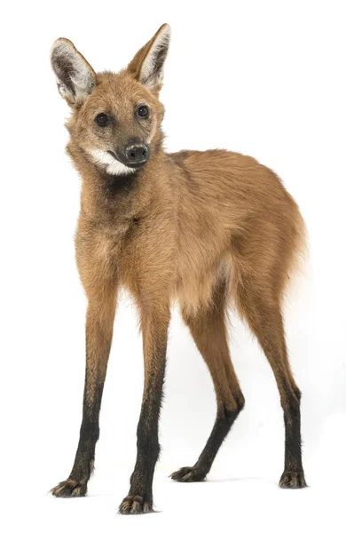 Maned Wolf Chrysocyon Brachyurus Fehér Bőrön Izolálva — Stock Fotó