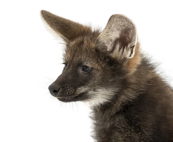 Primo piano di un cucciolo di lupo mannaro, Crisocyon brachyurus, isolato su — Foto Stock