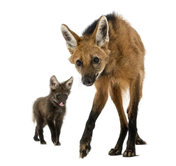 Maned Wolf mom and cub, looking at the camera, Chrysocyon brachy — Stok fotoğraf