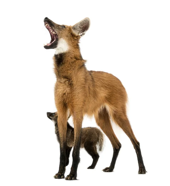 Maned Wolf yavrusu ve annesi uluyor, Chrysocyon brachyurus, izole edilmiş. — Stok fotoğraf