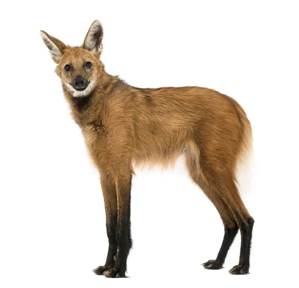 Vista lateral de un lobo macho de pie, mirando a la cámara, Chrys — Foto de Stock